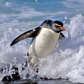 Penguin-coming.jpg